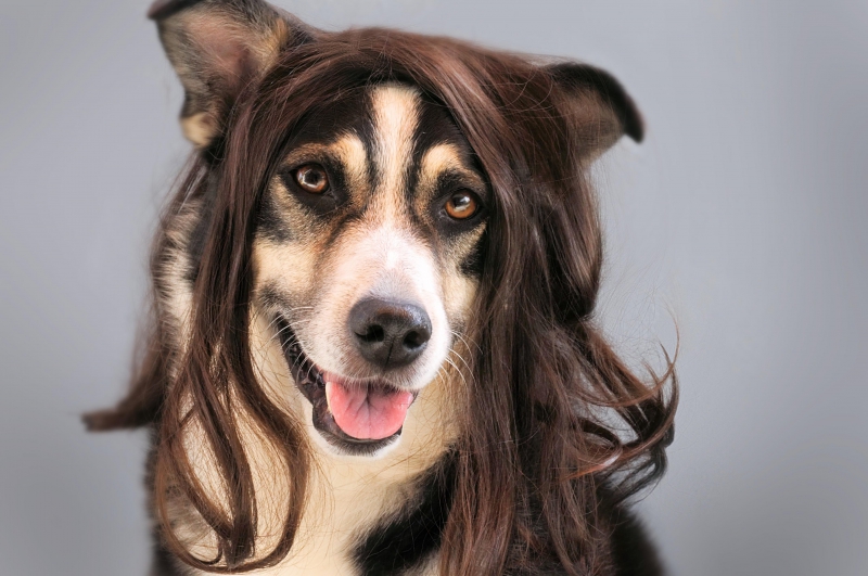 coiffure-MENTON-min_dog-1776721